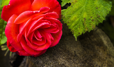 The roseの写真素材