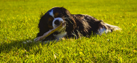 King Charles Cavalier dogの写真素材