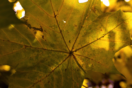 Fall in the forestの写真素材