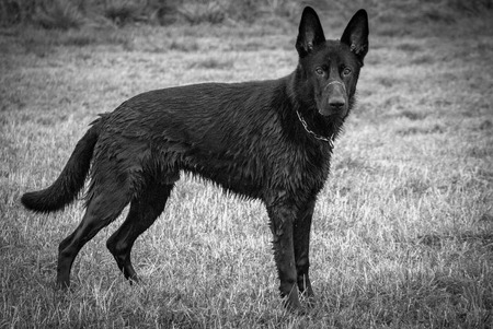 The German Shepherd dogの写真素材