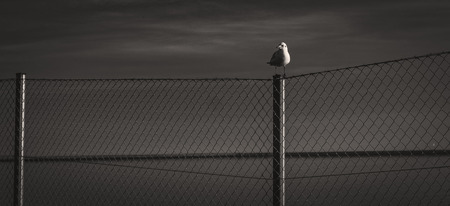 The seagull. Shot in Denmarkの写真素材