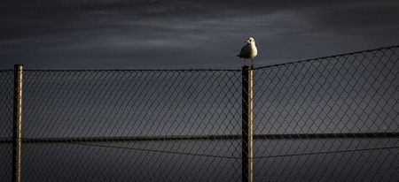 The seagull. Shot in Denmarkの写真素材
