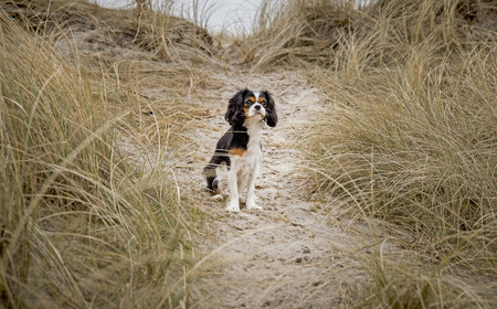King Charles Cavalier dogの写真素材
