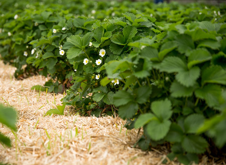Strawberry field at countrysideの写真素材