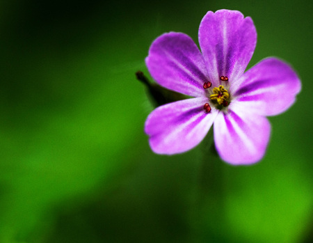 The beautiful flowersの写真素材