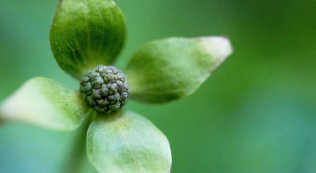 The beautiful flowersの写真素材