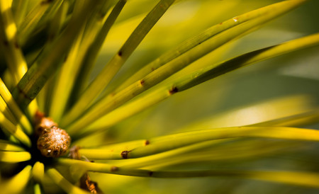 The beautiful flowersの写真素材