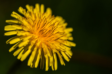 The beautiful flowersの写真素材