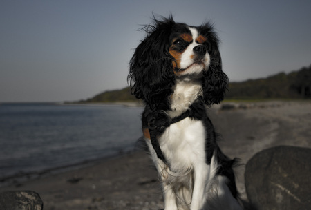 King Charles Cavalier dogの写真素材