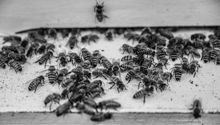 The old beehive. Shot in Denmark