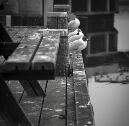 Seagulls at the pierの写真素材