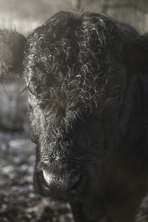 The beautiful cattleの写真素材