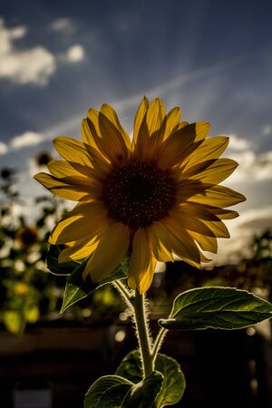 The beautiful sunflowerの写真素材