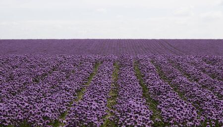 The beautiful blooming chives field in Denmark