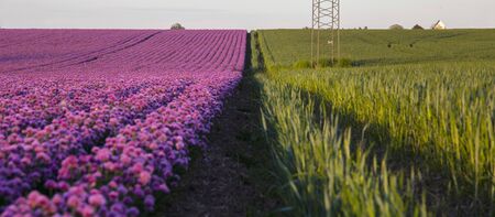 The beautiful purple chives flowersの写真素材
