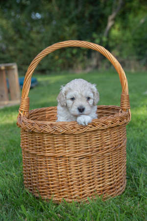 The cute small Doodle puppies