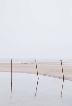 The beautiful Eastern coast in Denmarkの写真素材