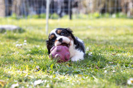 The beautiful King Charles Cavalier Spaniel puppyの写真素材