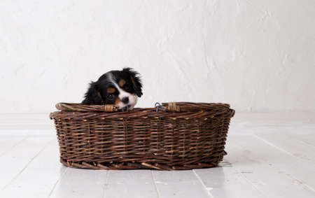 The beautiful King Charles Cavalier Spaniel puppyの写真素材