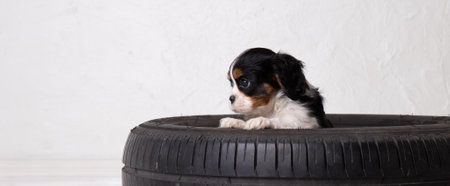 The beautiful King Charles Cavalier Spaniel puppyの写真素材