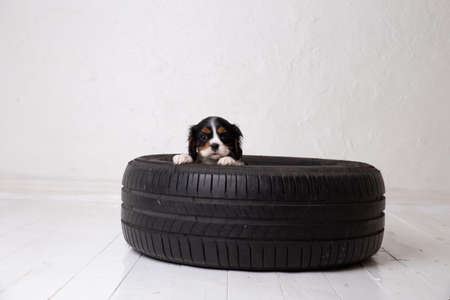 The beautiful King Charles Cavalier Spaniel puppyの写真素材
