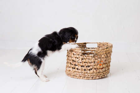 The beautiful little King Charles Cavalier puppyの写真素材