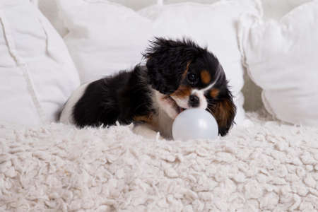 The beautiful little King Charles Cavalier puppy
