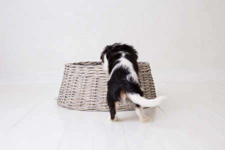 The beautiful little King Charles Cavalier puppyの写真素材