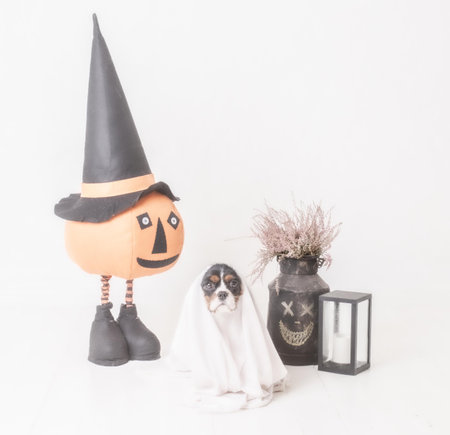 The cute Halloween dogの写真素材