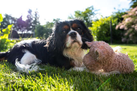 The beautiful King Charles Cavalier dogの写真素材