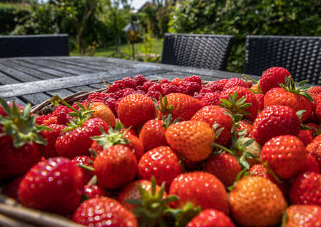 The tasty homegrown berriesの写真素材