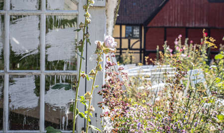 The beautiful old Danish greenhouseの写真素材