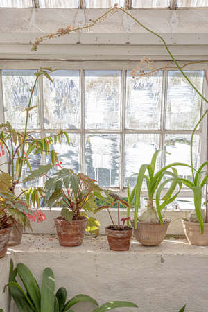 The beautiful old Danish greenhouseの写真素材