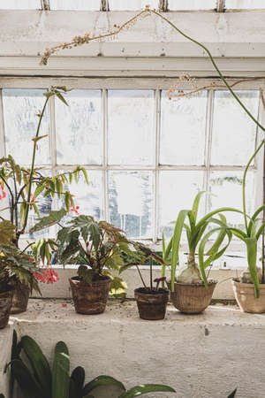 The beautiful old Danish greenhouseの写真素材