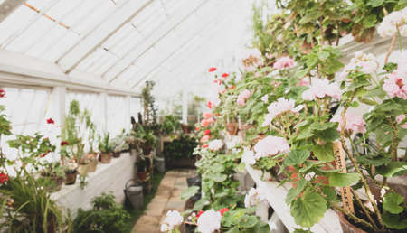 The beautiful old Danish greenhouseの写真素材