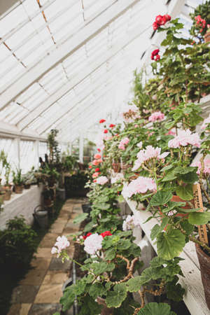 The beautiful old Danish greenhouseの写真素材