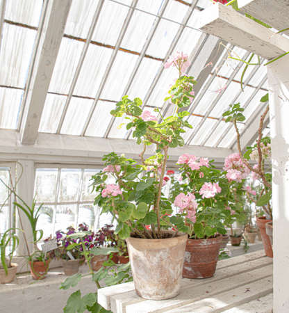 The beautiful old Danish greenhouseの写真素材