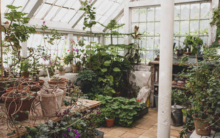 The beautiful old Danish greenhouseの写真素材