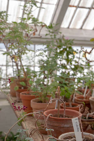The beautiful old Danish greenhouseの写真素材