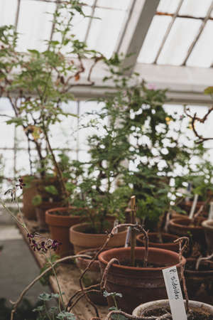 The beautiful old Danish greenhouseの写真素材