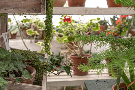 The beautiful old Danish greenhouseの写真素材