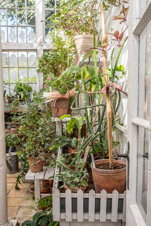 The beautiful old Danish greenhouseの写真素材