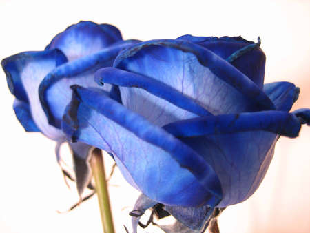 blue rosesの写真素材