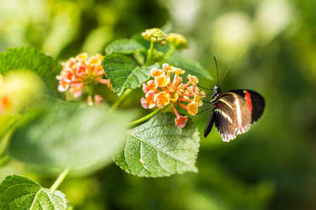 Butterfly On A Flower