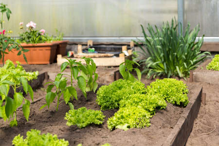 A small greenhouse with lettuce and pepper