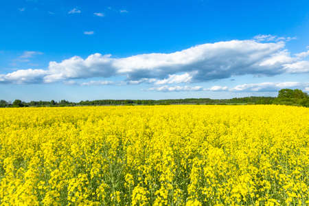 Nature forming Ukrainian flag with sky and oilseedの写真素材