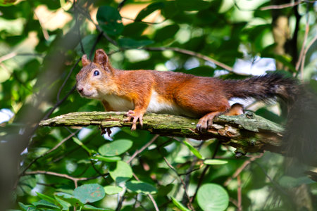 Curious Red Squirrel n the branch