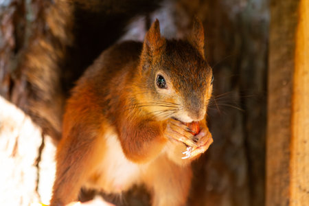 Red Squirrel eating a peanutの写真素材