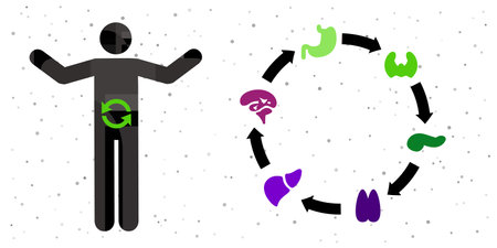 vector illustration of human body arrows and organs for metabolism hormonal and digestion systemsのイラスト素材