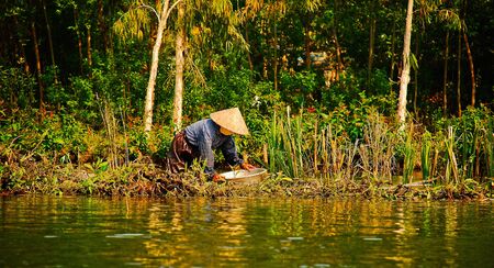 Old Vietnam man on the rice fieldの写真素材